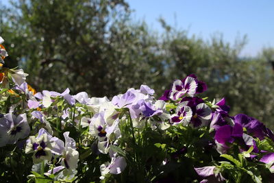 Close-up of purple flowering plants