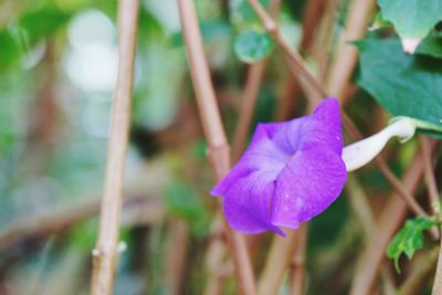 Close-up of purple iris flower