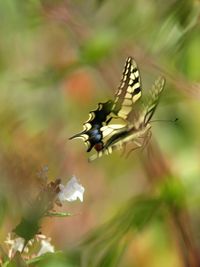 Close-up of insect on flower