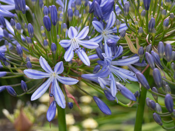 Close-up of purple flowering plants