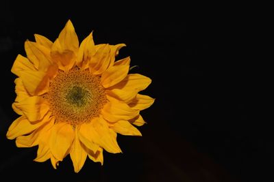 Close-up of yellow flower against black background