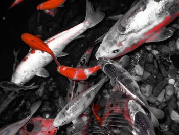 Close-up of koi carp swimming in a pond