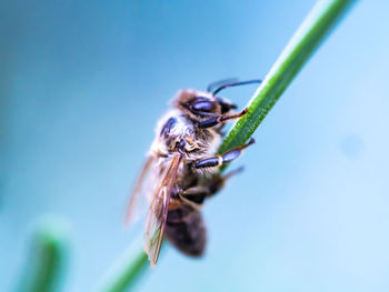 Close-up of insect