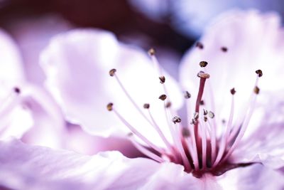 Macro shot of pink cherry blossom