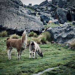 Donkey grazing on field