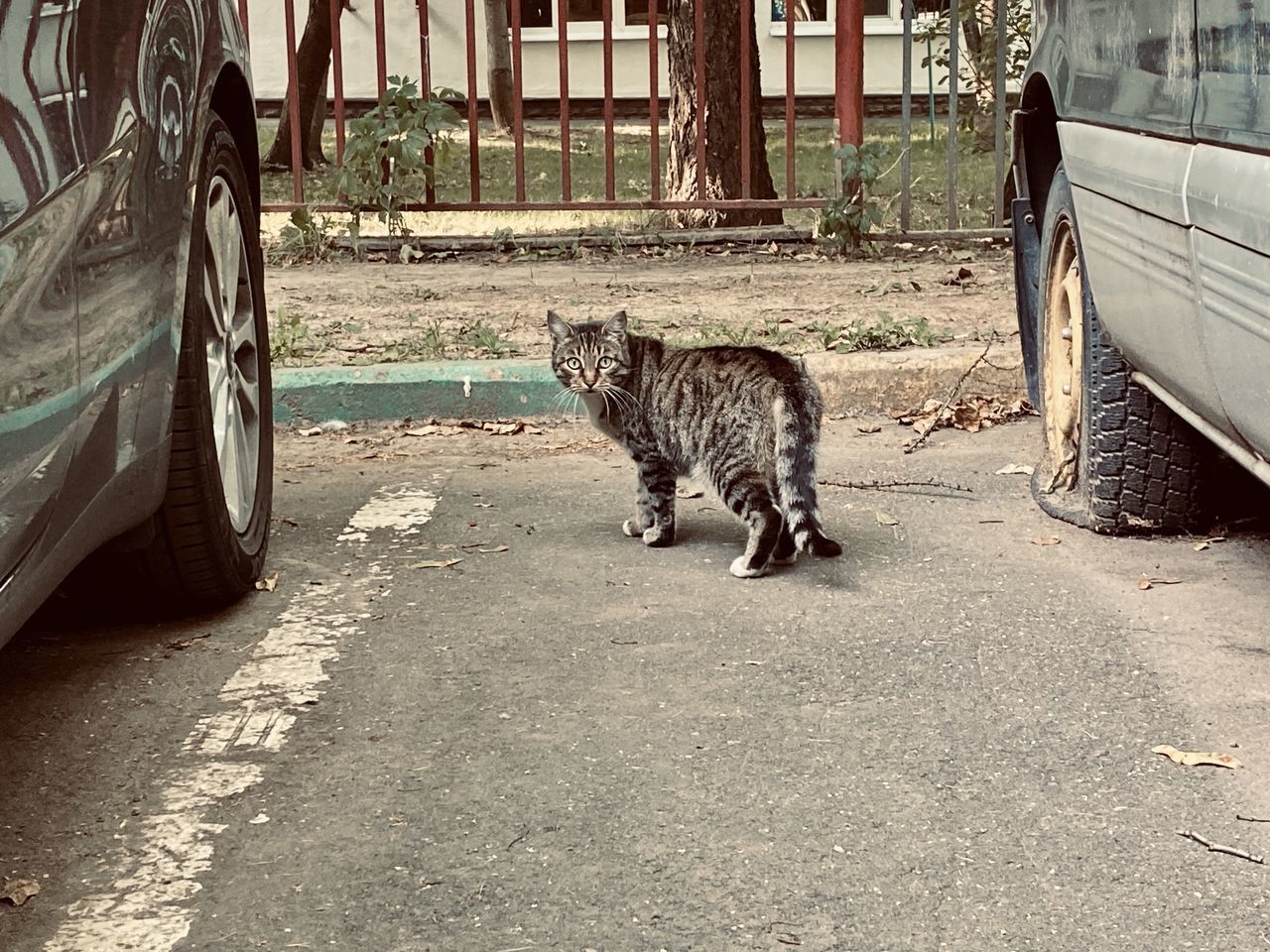 CAT IN A CAR