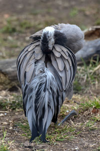 Close-up of a bird