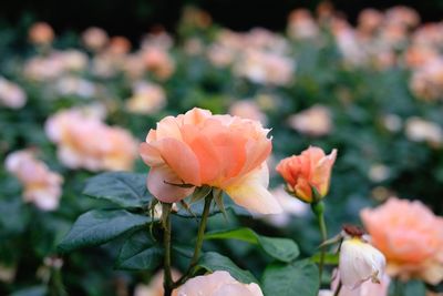 Close-up of pink roses blooming outdoors