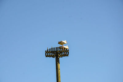 Low angle view of seagull perching on a wall