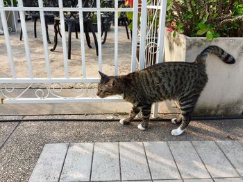 Side view of a cat on sidewalk