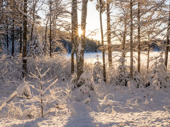 Trees in forest