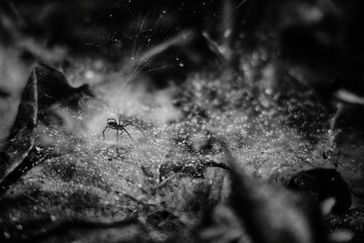 Close-up of spider on web