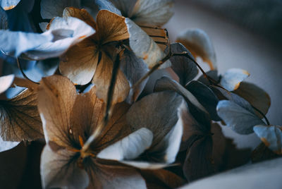 Close-up of wilted plant