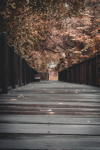 View of empty road along trees