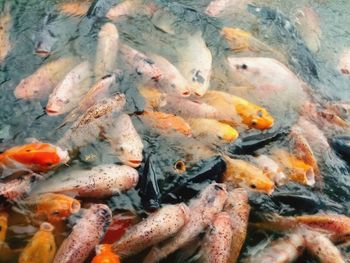 View of koi fish in sea