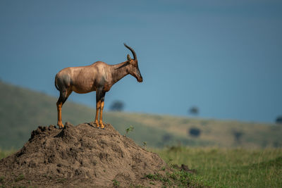 Topi stands on termite mound in profile