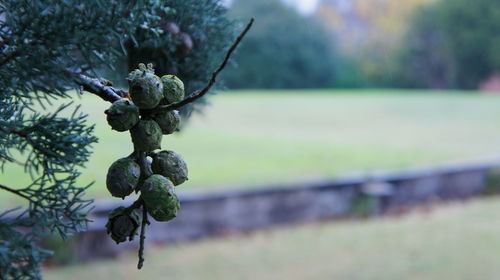 Close-up of tree