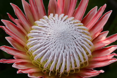 Close-up of pink flower