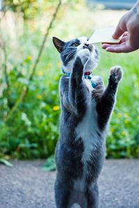 Close-up of hand holding dog