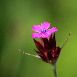 Close-up of pink flowers