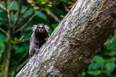 Close-up of lizard on tree trunk