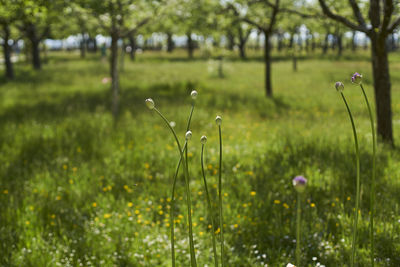 Scenic view of flowering plants on field