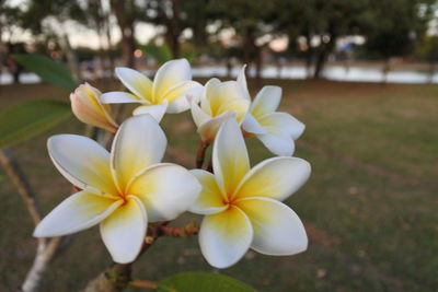 Close-up of white frangipani flowers on field