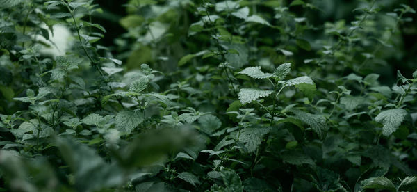 Close-up of plant