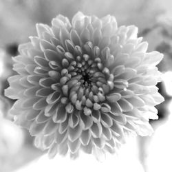 Close-up of white flowers