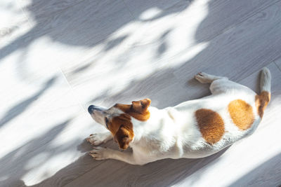 Dog jack russell white with brown ears and round spots on back lies on a white floor, top view. 