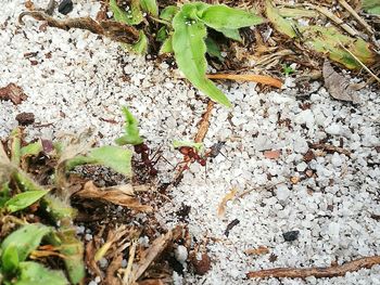 Plants growing on field