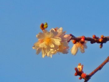 Low angle view of flowers against clear blue sky