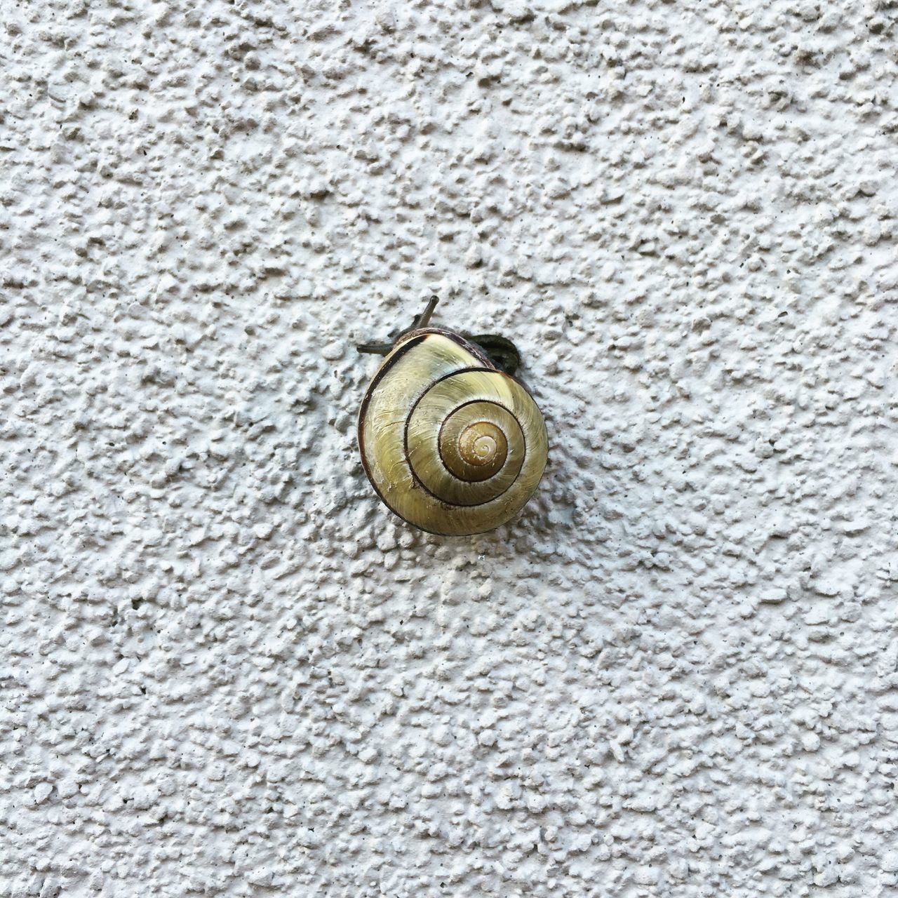 close-up, textured, full frame, backgrounds, pattern, one animal, animal themes, indoors, wildlife, animal shell, wall - building feature, single object, snail, no people, design, high angle view, insect, natural pattern, directly above, animals in the wild