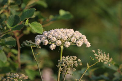 Close-up of white flowers growing outdoors