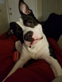 Close-up of dog sitting on sofa at home