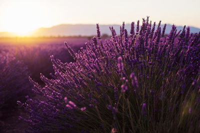 Close-up of purple flowering plants on field against sky