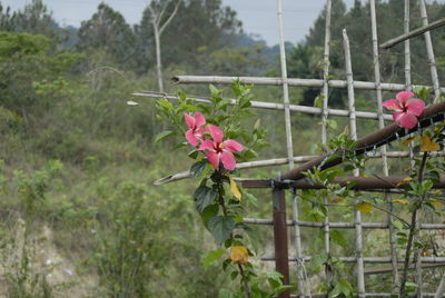 Close-up of pink flowers