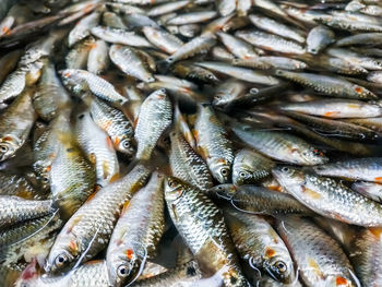 Full frame shot of fish for sale in market