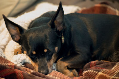 Close-up of chihuahua sleeping on bed