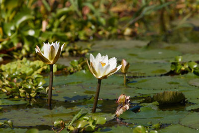 White lily in lake victoria