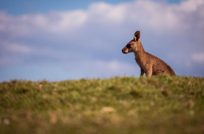 Kangaroo on a field