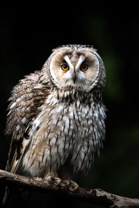 Close-up portrait of owl