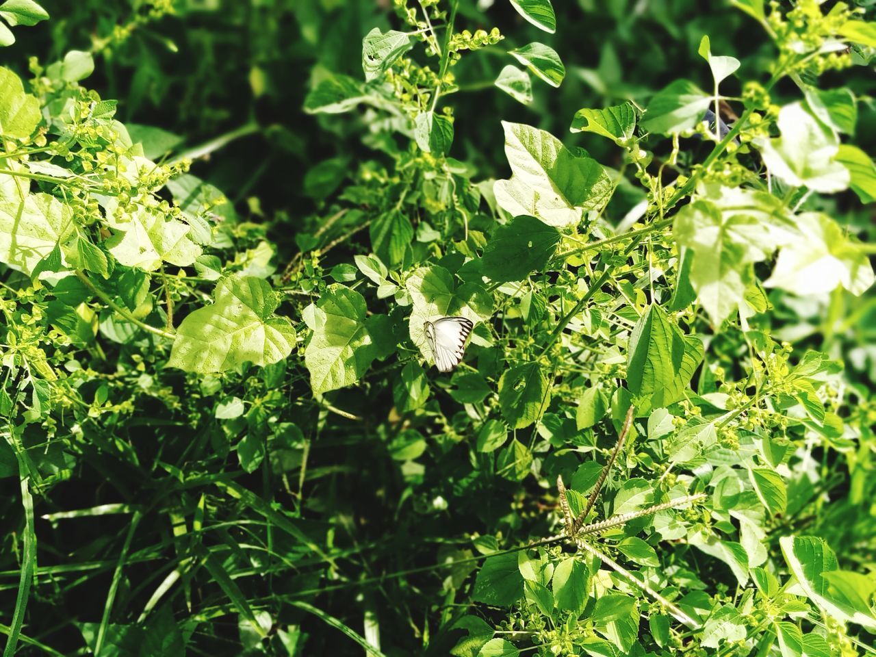 CLOSE-UP OF GREEN PLANT ON LAND