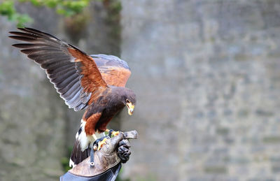 Close-up of a bird flying