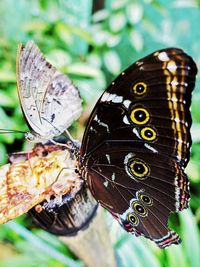 Close-up of butterfly