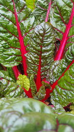 Close-up of fresh red leaves on branch