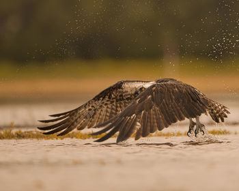 Bird flying over beach