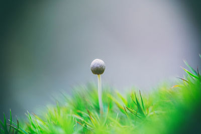 Close-up of small ball on plant