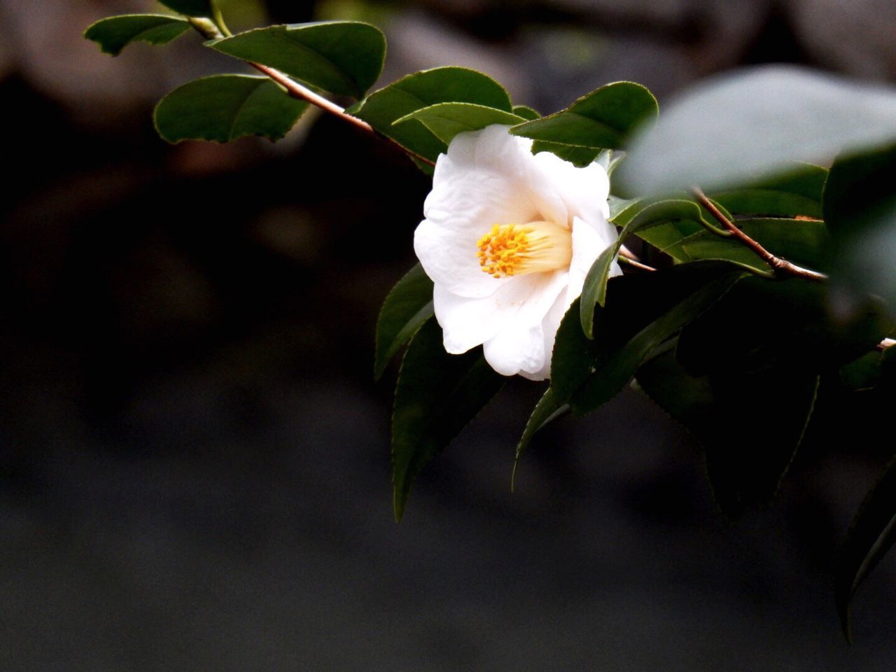 flower, freshness, petal, fragility, flower head, white color, growth, close-up, focus on foreground, beauty in nature, nature, plant, blooming, leaf, single flower, selective focus, bud, in bloom, blossom, stem