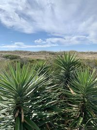 Scenic view of yucca plant and sand dune landscape against sky